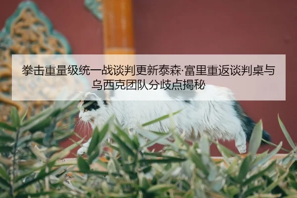 拳击重量级统一战谈判更新泰森·富里重返谈判桌与乌西克团队分歧点揭秘